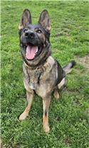 Veranstaltungsbild Ein Nachmittag beim Schäferhundeverein